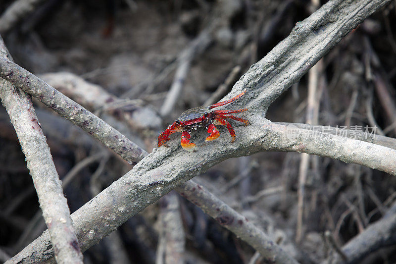 红树蟹(Goniopsis cruentata)